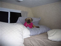 Cappi getting ready for bed